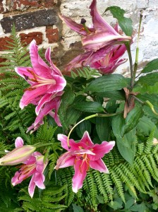 Grow lilies in pots and put them into beds and borders