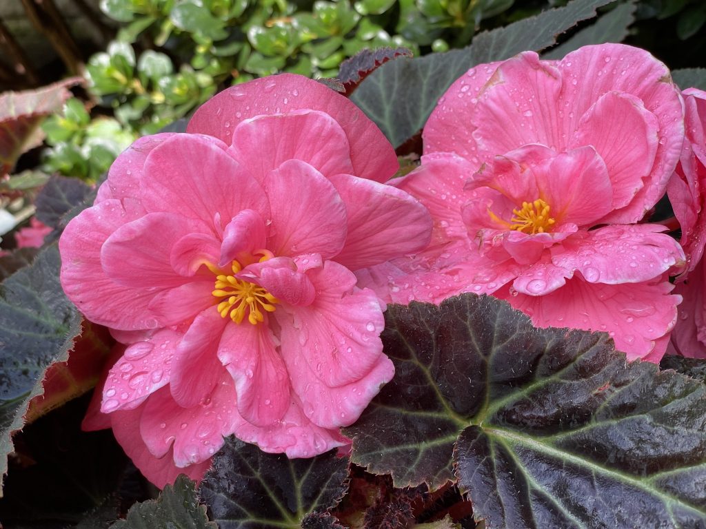 Begonia with a pink flower