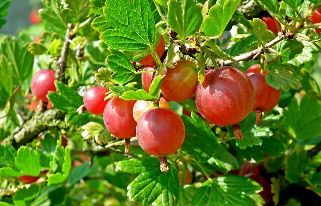 Red gooseberry fruits on a bush.