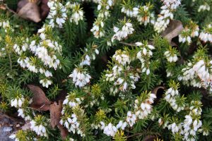 A white heather plant in bloom.