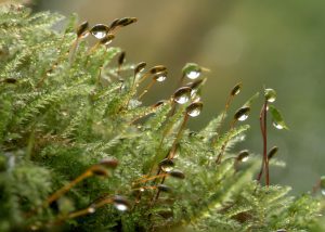 Moss growing with rain on.