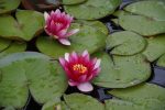 Two waterlilies bloom in a pond.