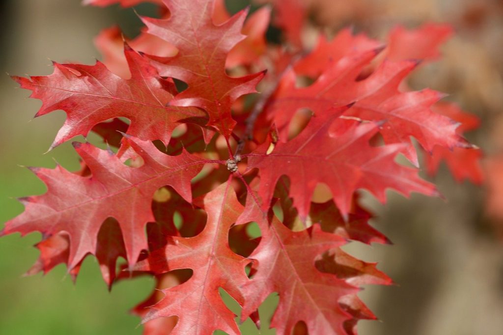 Red oak leaves.