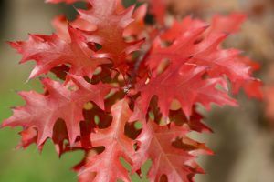 Red oak leaves.