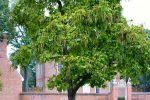 A Catalpa tree near a house.