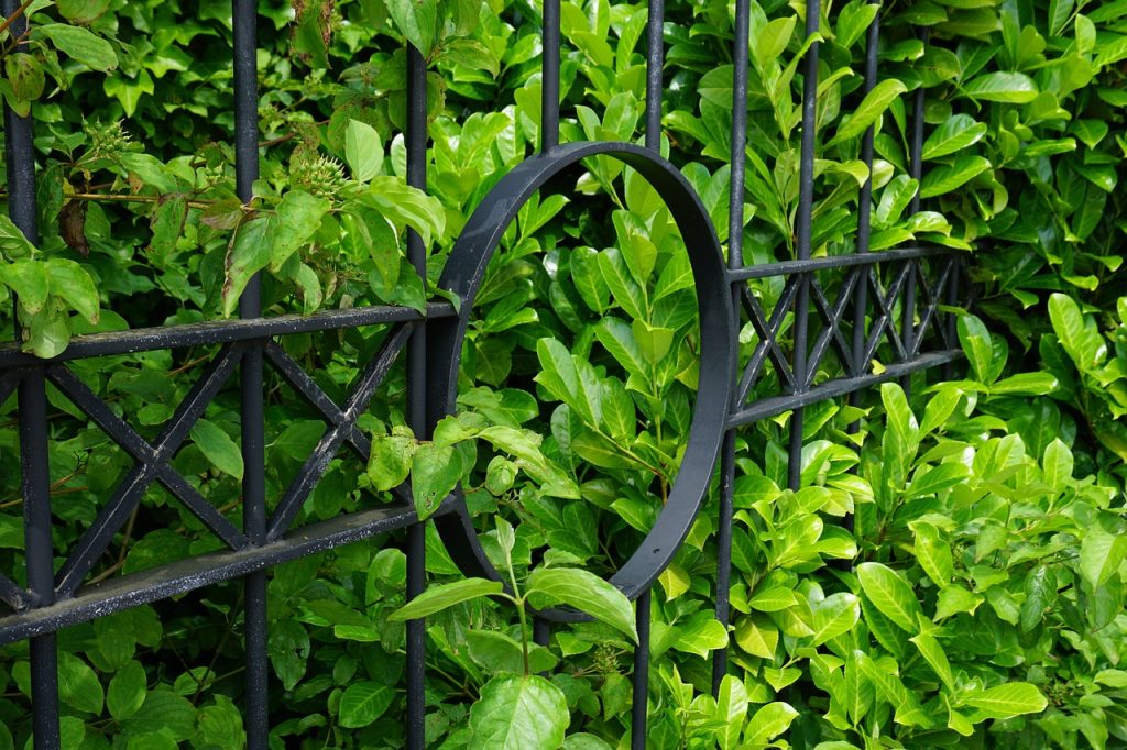A laurel hedge flows through an iron gate and is ready for maintenance.