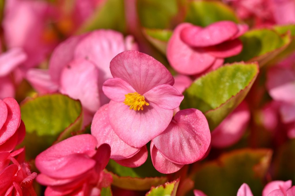 Begonias with pink blooms and a yellow centre.
