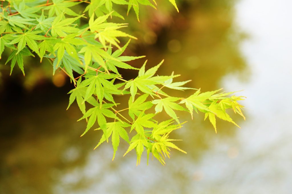 Green acer tree looking vibrant for autumn.