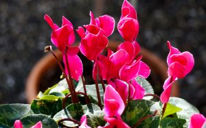 A cyclamen with pink blooms growing indoors.