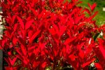 Photinia 'Red Robin' hedge with bright leaves.