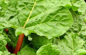 Green rhubarb leaves on red stalks.