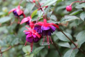 Purple and pink blooms of a fuchsia.