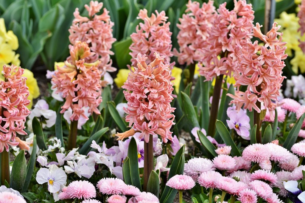 A selection of hyacinths in a bed with other flowers.