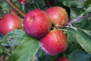 The new apple variety has been on trial for a number of years