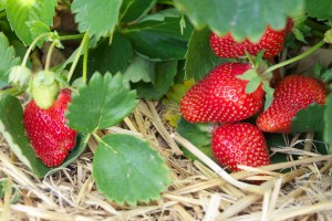 The strawberry season runs from May to October