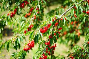 Lush cherries ripe on a tree.