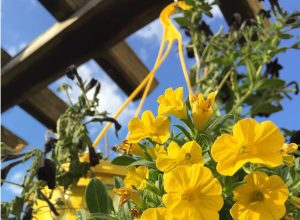 Yellow flowers in a hanging basket.