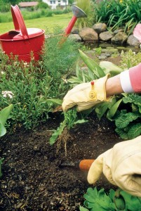 Hand-weeding is a practical way of removing weed