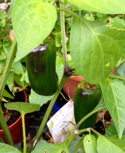 Pepper can be kept through the winter as they are tender perennials