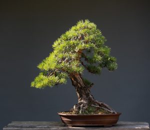 A pine bonsai tree in a pot.