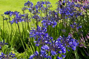 Agapanthus bloom with bright, blue flowers at RHS Garden Hyde Hall.