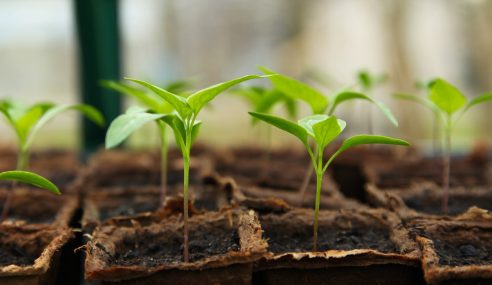 Andrew Tokely says tomatoes in a hanging basket – grow vegetables anywhere!