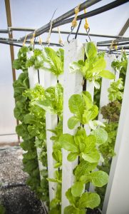 Lettuces growing in a vertical farm.