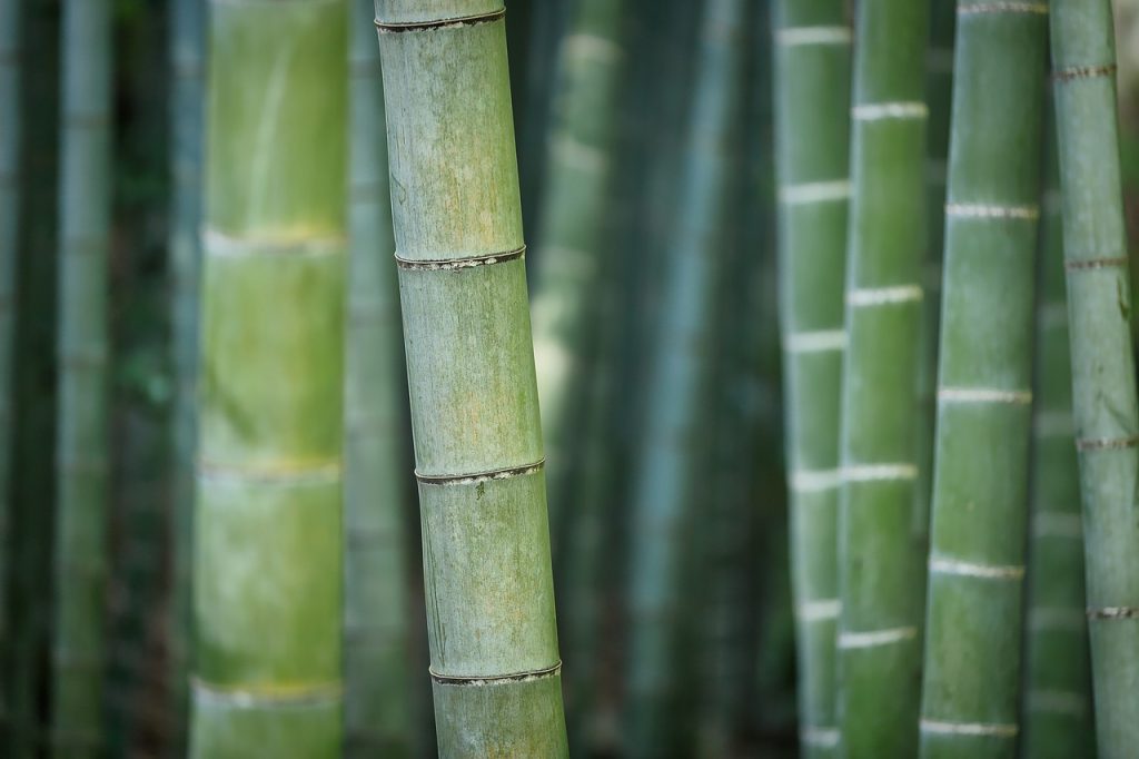 Bamboo growing in a tight pack.
