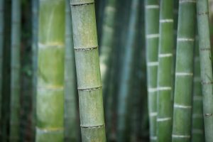 Bamboo growing in a tight pack.