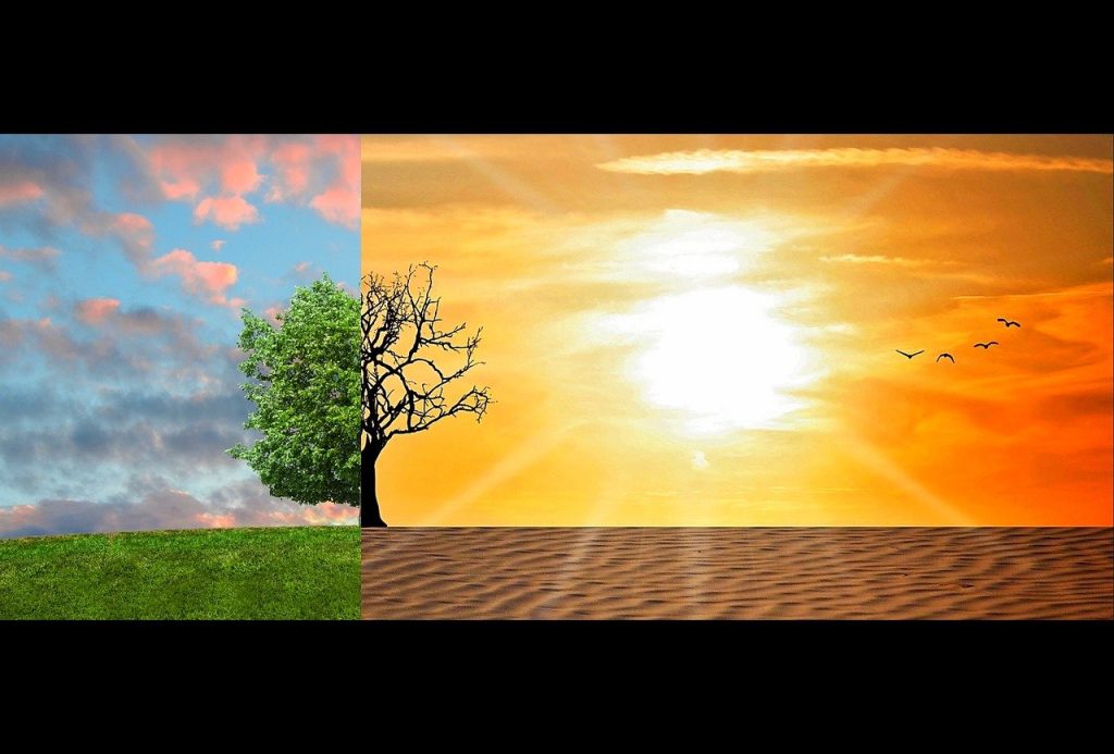 Climate change image showing a tree half in bloom and then bare with hot sunshine and hard soil.