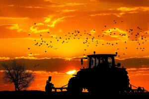 A tractor ploughing at sunset.