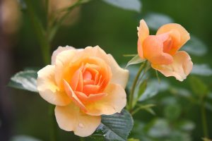 Orange rose heads in bloom.