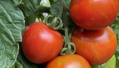 Tomato outdoor summer crop care with Adam Pasco