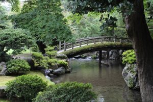 A Japanese garden with bridge across a pond and cloud pruned tree.