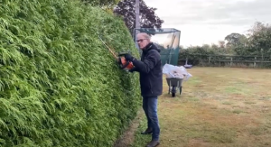 Ken cutting a thuja hedge with a cordless hedge trimmer.