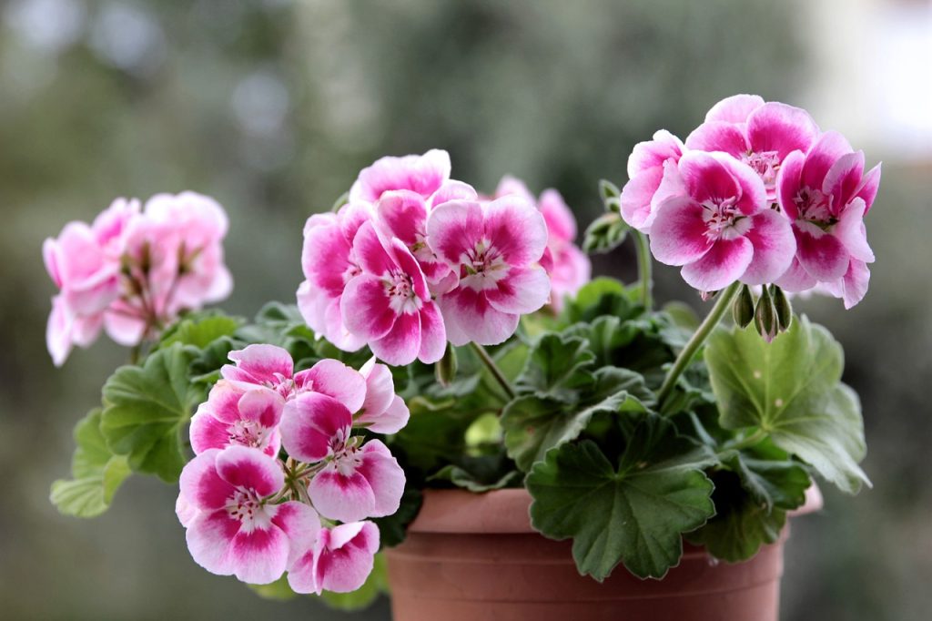 Geraniums in a pot.