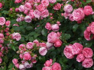 A wall of pink climbing roses in bloom.