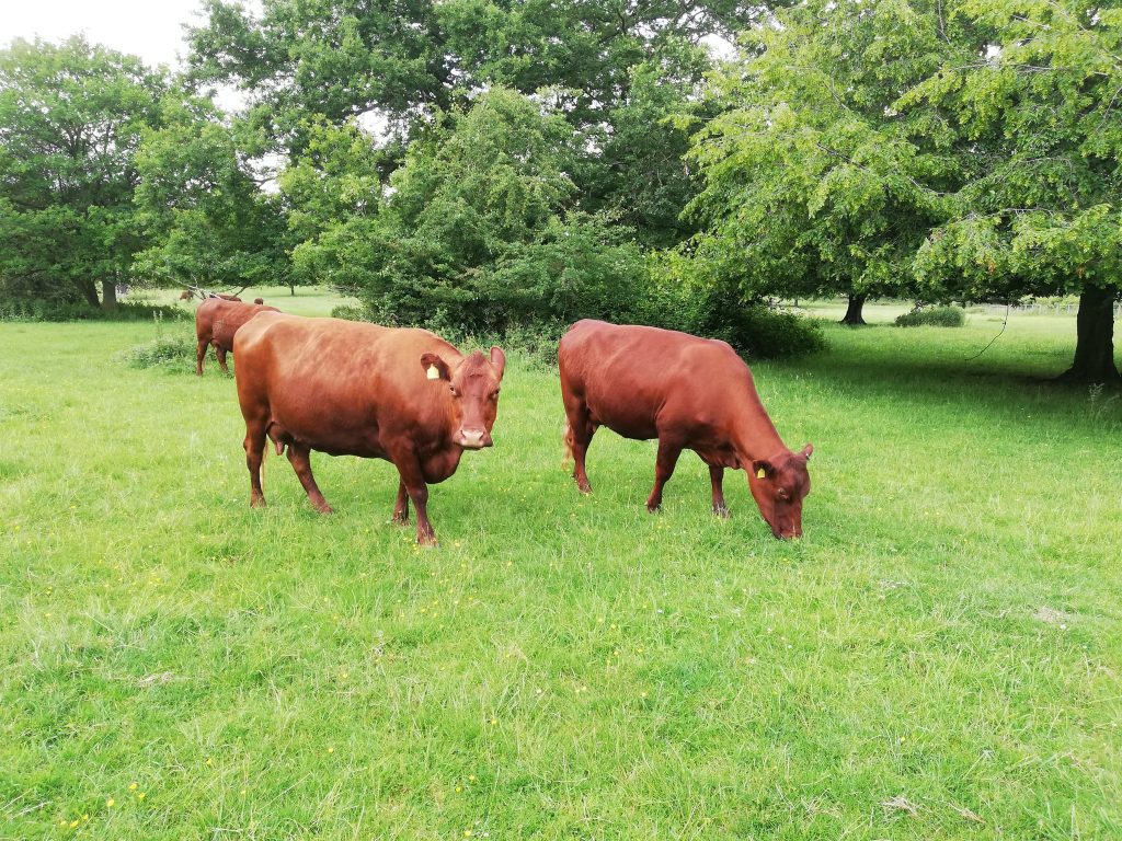 Red Poll cattle in Hatfield Forest.