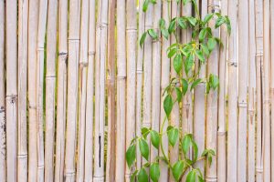 A cane fence with a climbing plant trained to it.