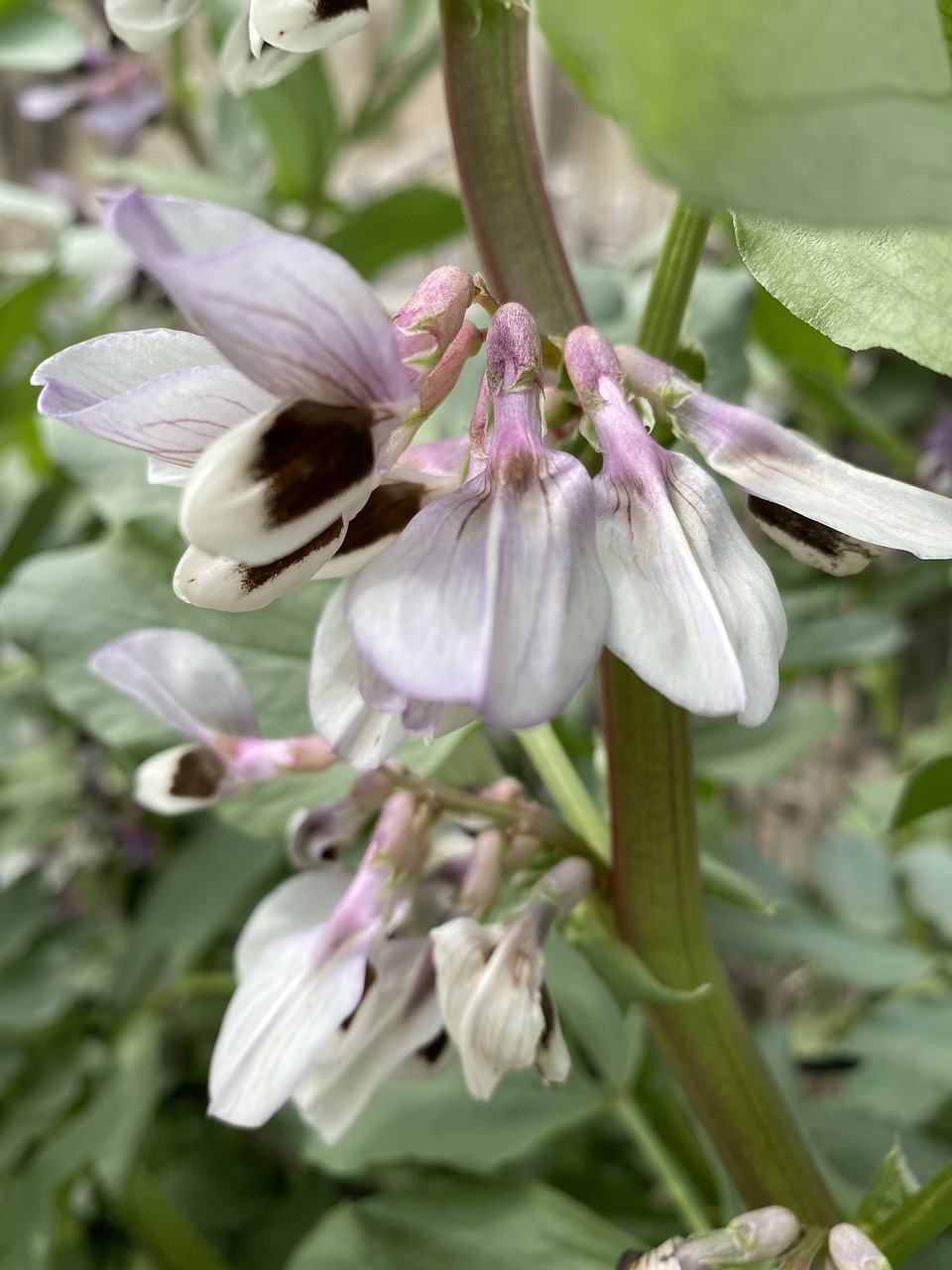 Broad bean flower in bloom.