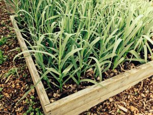 Garlic plants growing in a raised bed.