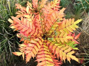 A winter flowering mahonia shrub providing some beautiful orange and red colours in a garden during winter.