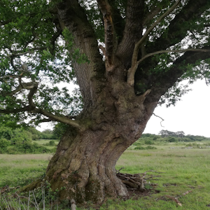 An ancient oak tree in Hatfield Forest.