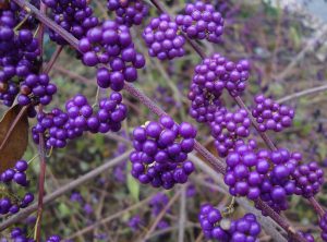 Callicarpa 'Profusion' with purple berries