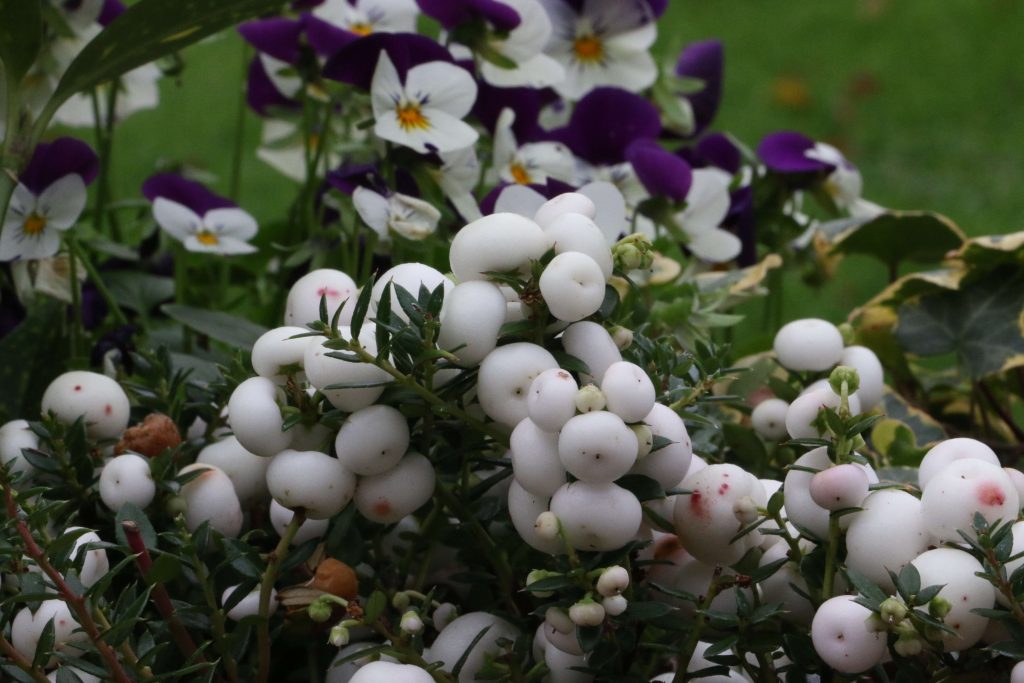 Gaultheria white berries 4 November and viola