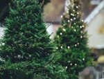 Two Christmas trees side-by-side with one featuring lights.