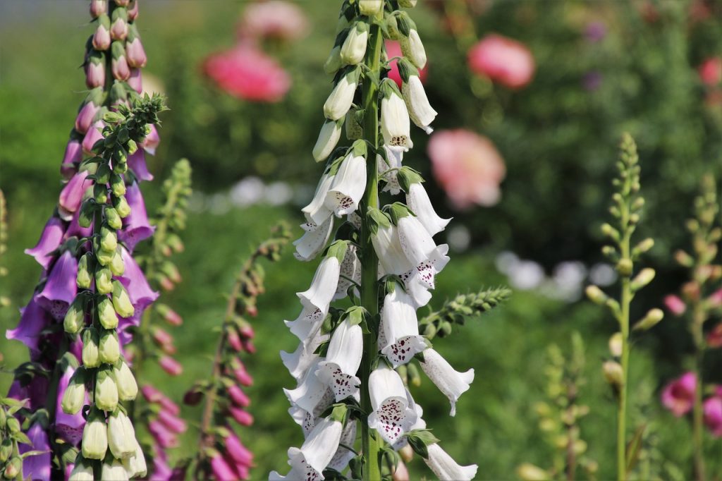 A collection of tall foxgloves coloured white, purple and pink.