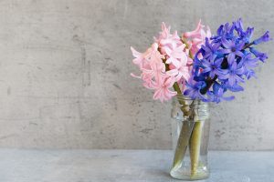Pink and blue hyacinths in a jar of water.