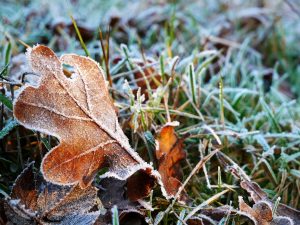 Frost on grass and a leaf.
