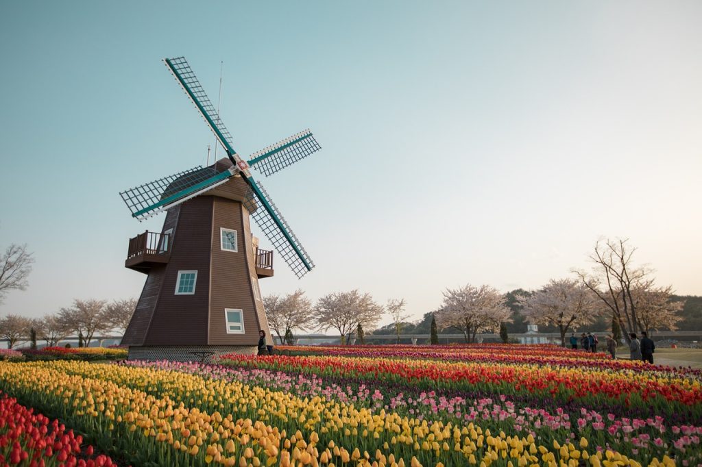 Windmill with rows of colourful tulips in Holland.